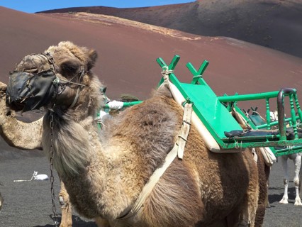 Close-up of a saddled camel in a dry desert landscape, arrecife, Lanzarote, Canary Islands, Spain,