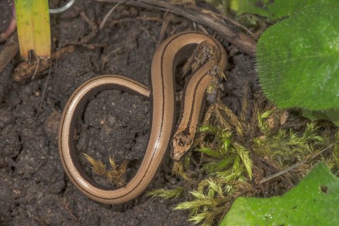 Slow worm (Anguis fragilis), juvenile on dark ground between moss and plants, Baden-Württemberg,