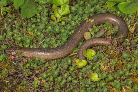 Brown slow worm (Anguis fragilis) lying in a moss- and plant-covered environment,