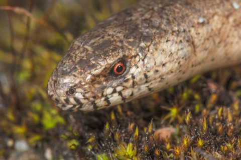 Close-up of a slow worms (Anguis fragilis) on mossy ground