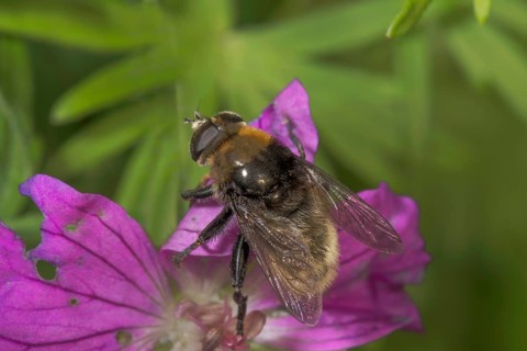 Close-up of a bumblebee hoverfly (Volucella bombylans) on a Bloody cranesbill (Geranium sanguineum)