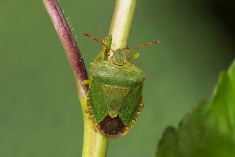 Green shield bug (Palomena prasina) sitting on a plant stem, Baden-Württemberg, Germany, Europe