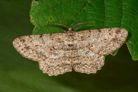 Ash-grey bark moth (Hypomecis punktinalis) with spotted pattern sitting on a green leaf,