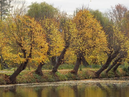 Riverbank with overhanging trees wearing their yellow autumn leaves and a peaceful atmosphere,