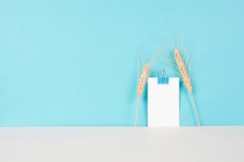 Wheat crop on a blue background, copy space for text, food shortage crises and increased prices,