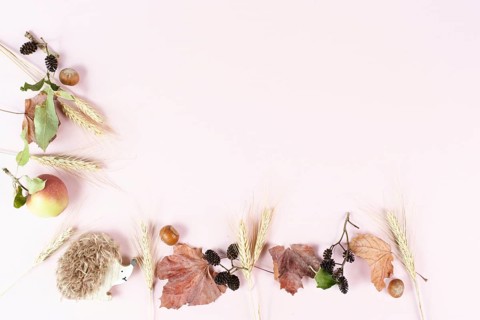 Autumn season background with copy space, template with colorful leaves, an apple and a hedgehog,
