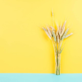 Wheat crop on a blue and yellow colored background, copy space for text, food harvest in the