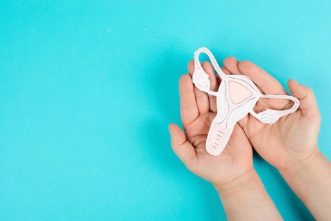 Holding an uterus organ with ovaries in the hands, female reproductive system, pregnancy and