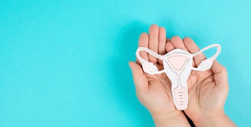 Holding an uterus organ with ovaries in the hands, female reproductive system, pregnancy and