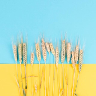 Wheat crop on a blue and yellow colored background, copy space for text, food harvest in the