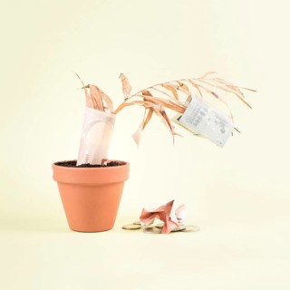 Withered plant in a pot with Euro banknotes falling from the leaves, financial crash, inflation