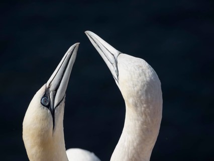 Two birds in close-up with raised beaks, probably in mating dance, Heligoland, North Sea, Germany,