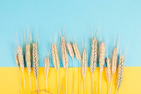 Wheat crop on a blue and yellow colored background, copy space for text, food harvest in the