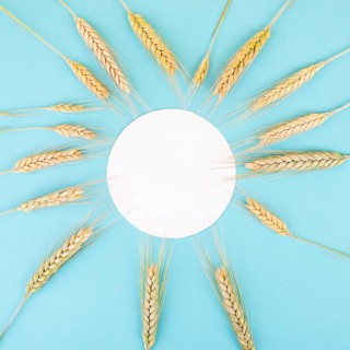 Wheat crop on a blue background, copy space for text, food harvest in the summer, golden straw