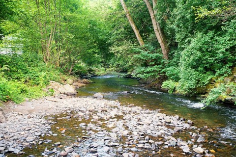 Stream in the forest in summer, landscape in Germany near Trier, river Ruwer in the Moselle Valley