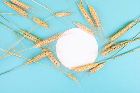 Wheat crop on a blue background, copy space for text, food harvest in the summer, golden straw