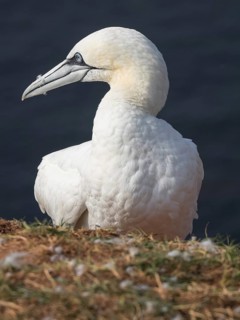 Close-up of a white seagull with lowered head, Heligoland, North Sea, Germany, Europe