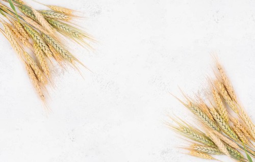 Wheat crop on a textured background, copy space for text, food harvest in the summer, golden straw
