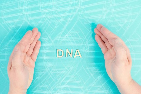 The word DNA is standing between the hands, genetic therapy and treatment, biotechnology in mordern