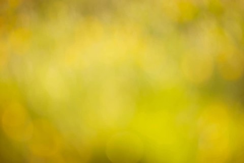 Soft blurred yellow and green colored background, spring and summer season, pastel colors,