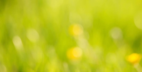 Soft blurred yellow and green colored background, spring and summer season, pastel colors,