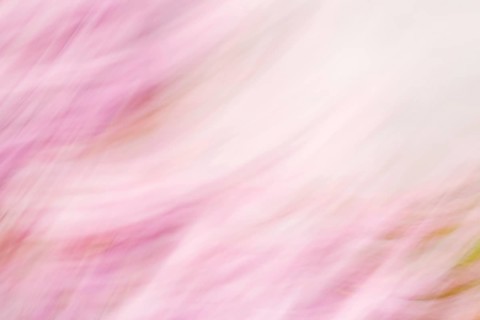 Soft blurred rose and green colored background, spring and summer season, pastel colors, defocused