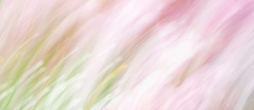 Soft blurred rose and green colored background, spring and summer season, pastel colors, defocused
