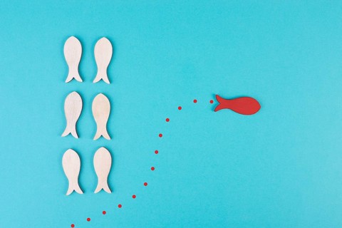 One red fish is swimming against the stream, opposite direction of the other fishes, being