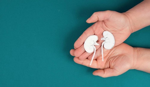 Hands holding a kidney, paper cut out, world kidney day, health problems, organ transplantation,