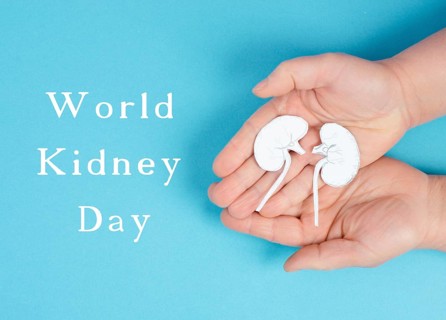 Hands holding a kidney, paper cut out, world kidney day, health problems, organ transplantation,