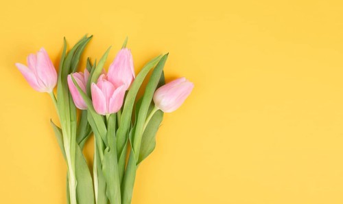 Pink tulips greeting card for birthday, easter holiday, womens day, mothers day, floral background