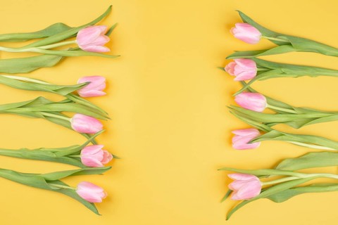 Pink tulips greeting card for birthday, easter holiday, womens day, mothers day, floral background