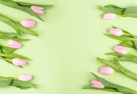 Pink tulips greeting card for birthday, easter holiday, womens day, mothers day, floral background