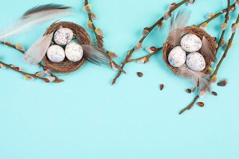 Easter holiday background, nest with small eggs, branches of pussy willow, greeting card, spring