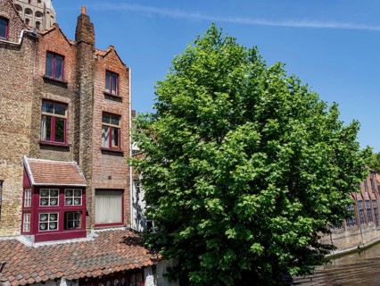 Historic building with brick faÃ§ade and window front next to a large green tree under a blue sky,