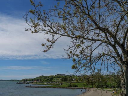 Quiet coastal scene with trees and beach under a partly cloudy sky, ideal for relaxation,