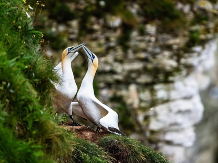 Northern Gannet, Morus bassanus, Pairs of birds on the rocks, Bempton Cliffs, North Yorkshire,