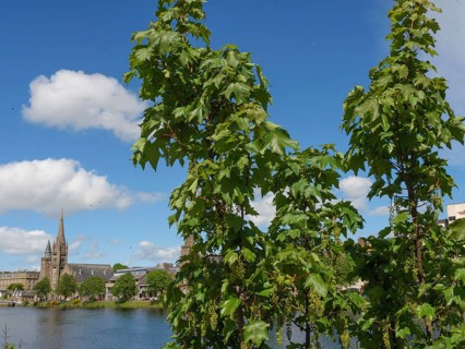 Church tower and urban buildings behind dense foliage and a river under a blue sky with white