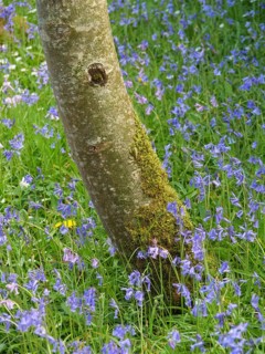 A tree trunk surrounded by bluebells growing in a green meadow, inverness, scotland, Great Britain