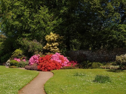 A well-kept garden with colourful blooming azaleas and a small path, inverness, scotland, Great