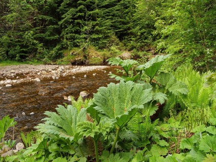 Clear stream flows through a green forest, surrounded by large plants and stones, inverness,