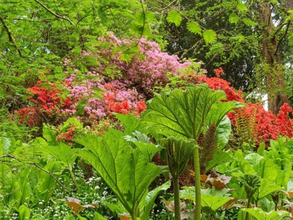 Lush plants and colourful flowers under tall trees in a wooded area, inverness, scotland, Great