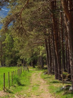 A path leading through a forest with trees and fences, Eidfjörd, Norway, Scandinavia, Europe