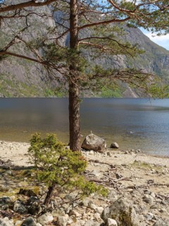 A tree on the shore of a lake, surrounded by mountains and nature, Eidfjörd, Norway, Scandinavia,