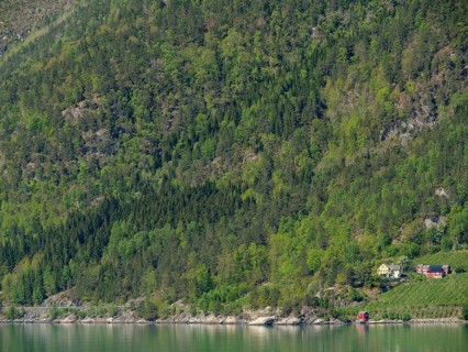 Small farm surrounded by dense forests in a hilly landscape on the shore of a lake, Eidfjörd,