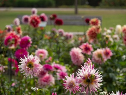 Flowerbed full of dahlias in different colours, including pink and red flower-bed, with blurred