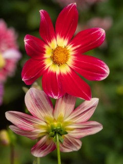 Two dahlia blossoms: a red-yellow and a pale pink flower, both against a blurred background,