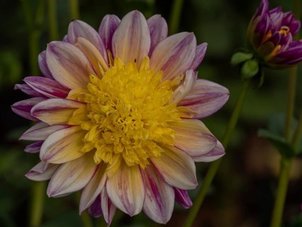A single dahlia flower with yellow centre and purple petals in a garden, Legden, Münsterland, North