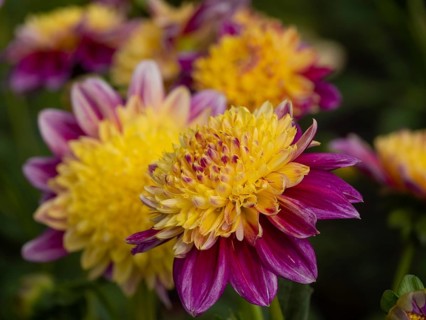 Close-up of dahlia flowers with yellow centre and red petals in a garden, Legden, Münsterland,