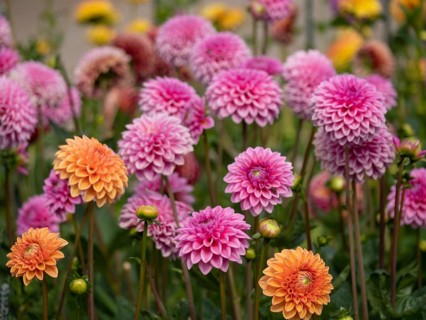 Pink and orange dahlia flowers against a green background, in full bloom in the garden, Legden,